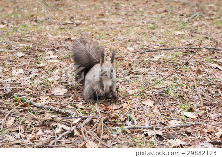 Ezorisu 29882123