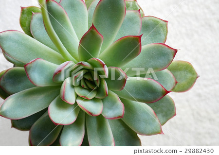 多肉植物類似玫瑰花常綠 29882430