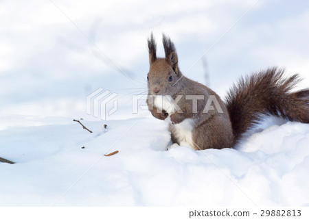 Ezorisu 29882813