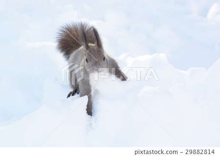 Ezorisu 29882814