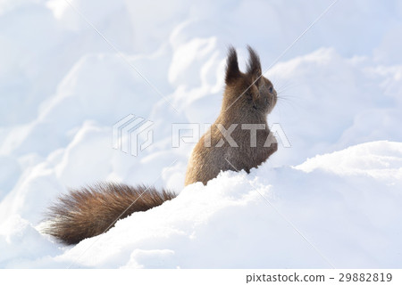 Ezorisu 29882819