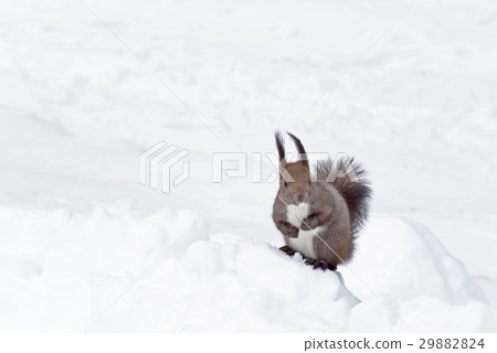 Ezorisu 29882824