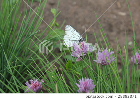 Flowering chives and butterfly in the summer 29882871
