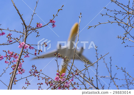 Flowers and airplanes Flowers and airplanes 29883014