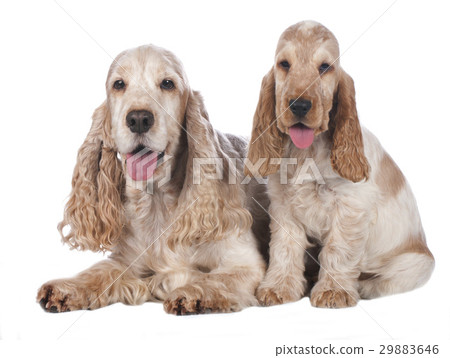 Two roan cocker spaniel dogs lying 29883646