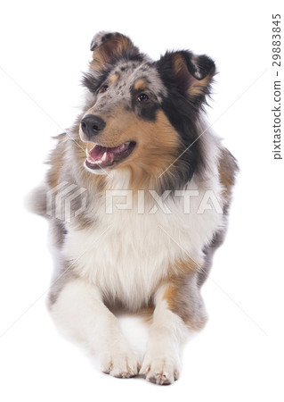 Blue merle collie dog lying on white background 29883845
