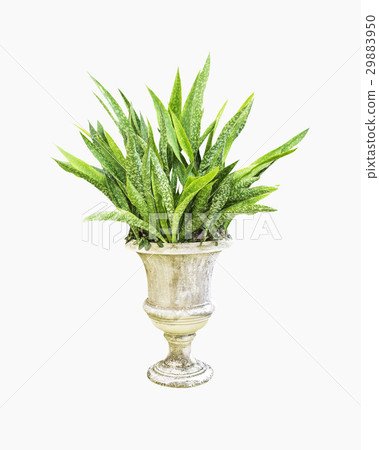 Sansevieria trifasciata in concrete pot isolated Sansevieria trifasciata in concrete pot isolated 29883950