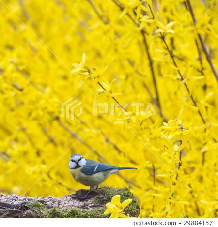 Tit, Blue mansion in winter eating seeds and fat 29884137