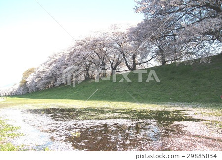 回撥 回撥 29885034