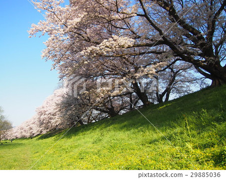 回撥 回撥 29885036