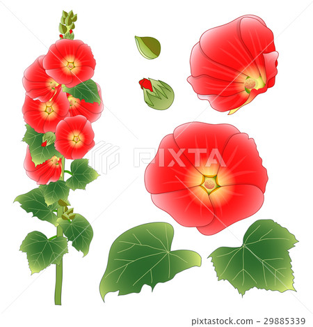 Alcea Rosea - hollyhocks, Aoi Alcea Rosea - hollyhocks, Aoi 29885339