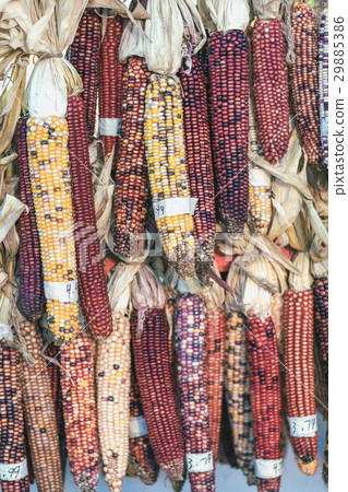 Colorful corn on autumn market place Colorful corn on autumn market place 29885386