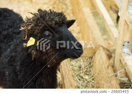 Black sheep at farm 29885455