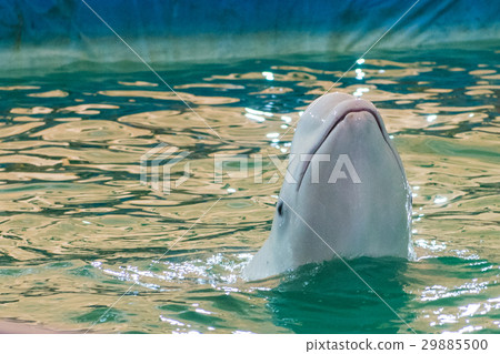White dolphin at dolphinarium 29885500