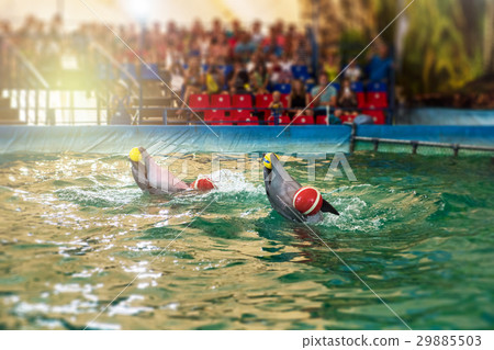Two dolphins at dolphinarium 29885503