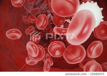 White blood cell between red blood cells, flow 29886935