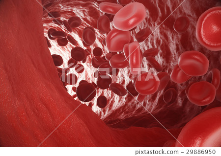 Red blood cells: responsible for oxygen carrying 29886950