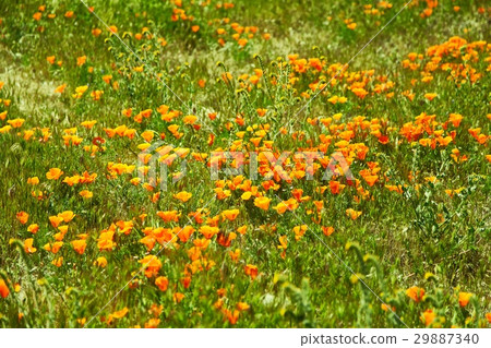 Fields of California Poppy during peak blooming 29887340