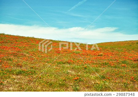 Fields of California Poppy during peak blooming Fields of California Poppy during peak blooming 29887348