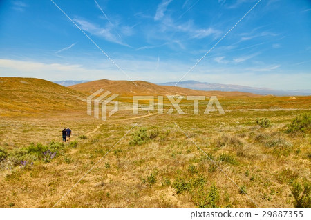 Fields of California Poppy during peak blooming Fields of California Poppy during peak blooming 29887355