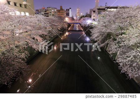 Meguro River cherry blossom trees at night Meguro River cherry blossom trees at night 29887485