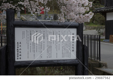 櫻花季的美麗選擇了Nagafukuji導遊板 29887562