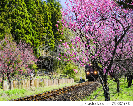 Spring flower peach and Watasage Valley Railway 1 29887578