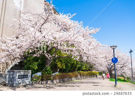 The cherry tree in front of the main gate of Tokyo Metropolitan University 29887635