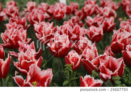 Tulips in full bloom Tulips in full bloom 29887793