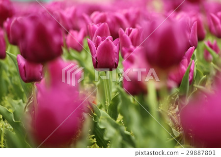 Tulips in full bloom Tulips in full bloom 29887801