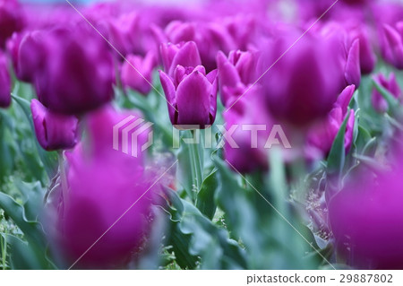 Tulips in full bloom 29887802