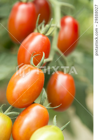 Fresh tomatoes 29888027