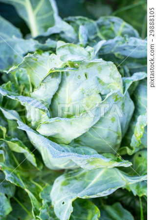 Head of cabbage damaged by pests, caterpillars Head of cabbage damaged by pests, caterpillars 29888105