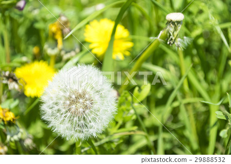Dandelion's fluff 29888532