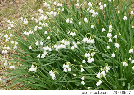 Snowdrop white flower Snowdrop white flower 29888607