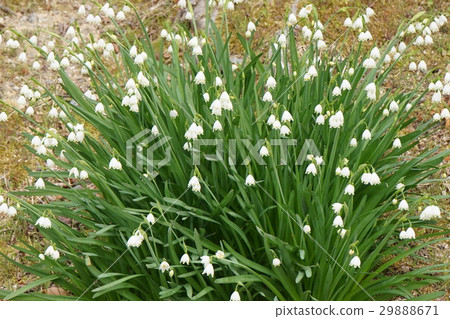 Snow Drop Alias Snow Flower 29888671