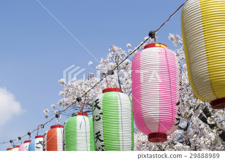 Cherry blossoms and lanterns 29888989