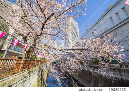 Cherry blossoms in Tokyo Cherry blossoms in Tokyo 29889385