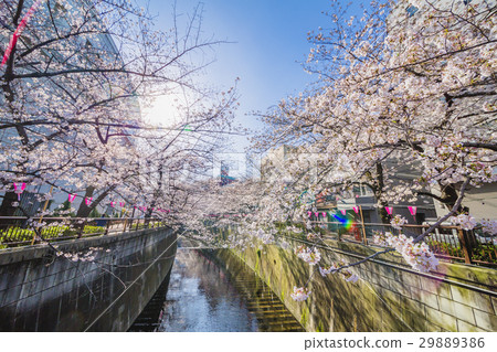 Cherry blossoms in Tokyo Cherry blossoms in Tokyo 29889386