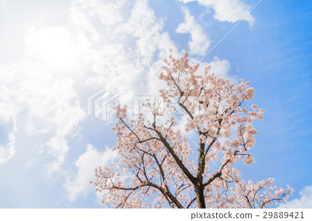 櫻花在東京 櫻花在東京 29889421