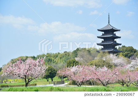 Bokan Kokubunji和櫻花 29890067