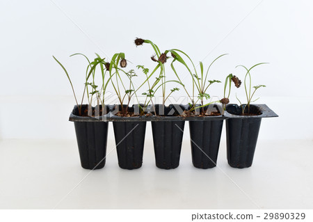 Germination of Orlea Germination of Orlea 29890329
