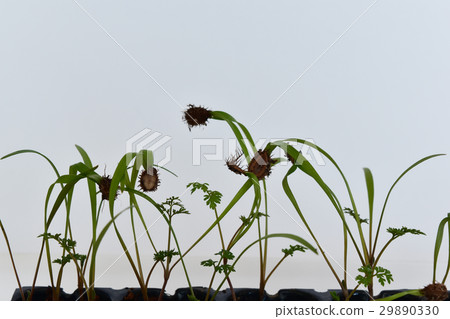 Up the germination of Orlea Up the germination of Orlea 29890330