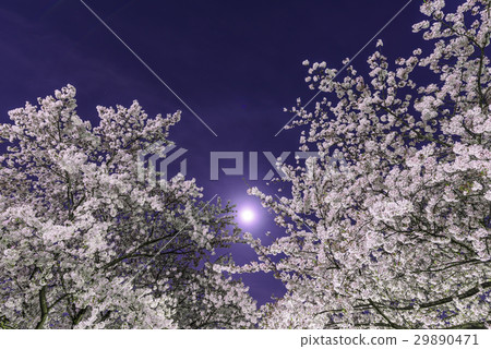 Cherry blossoms at night 29890471