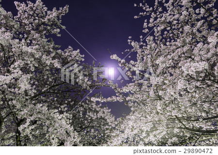 Cherry blossoms at night 29890472