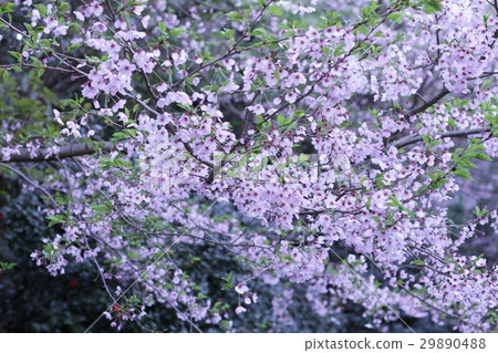 Plant Spring 2016 Cherry blossoms of Open Mountain Part 1 29890488