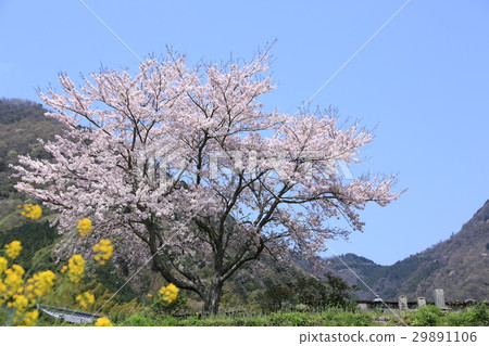 Uena Cherry Blossoms 29891106