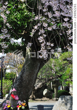 櫻花觀賞櫻花觀賞 櫻花觀賞櫻花觀賞 29892281