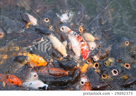 Koi feeding Koi feeding 29892373