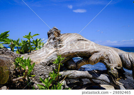 Sea of Hawaii island Sea of Hawaii island 29892465